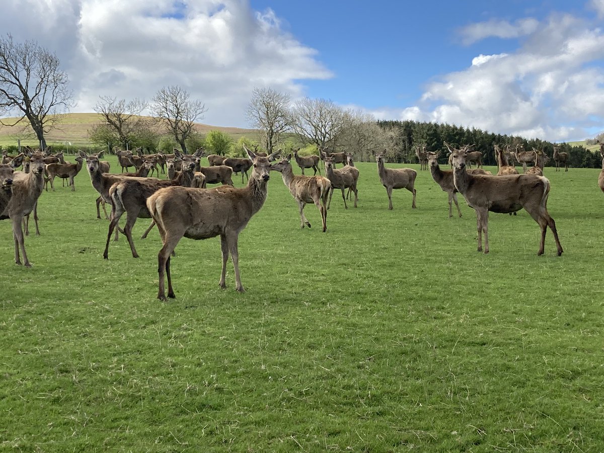 Spring, Summer @ingramvalleysafaris gift vouchers available now @nationalparksuk @northumberlandnationalpark @visitnorthumberland #birthday #birthdays #anniversary #anniversaries #gift #giftideas #linkinbio 📷: Rick & Kat from Australia 🇦🇺