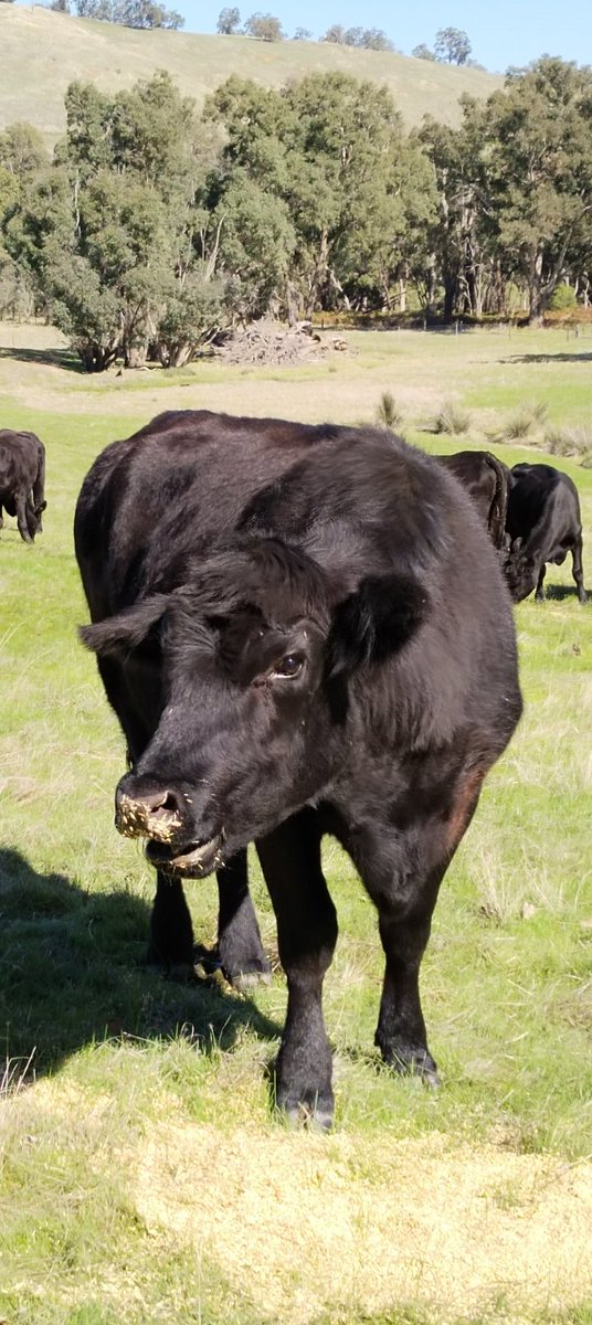 PHCC_Mick's tweet photo. Getting excited about the SJ Food & Farm Festival this Sat 6th May in Serpentine! Will be great to see all the local #produce, #animals & people enjoying the farm vibes! You can find @PeelHarveyCC in the Food & Farm Pavilion!
@DAFFgov @AusLandcare #landcare #GreeningFarms https://t.co/4RRzvfWy6L
