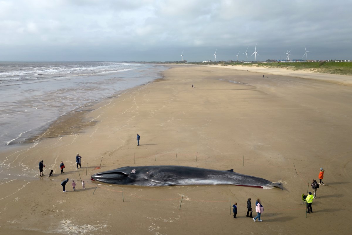 A sad scene of the carcass of a 55ft fin whale laying on Bridlington beach in Yorkshire, as contractors are hoping to remove 30 tonne mammal.