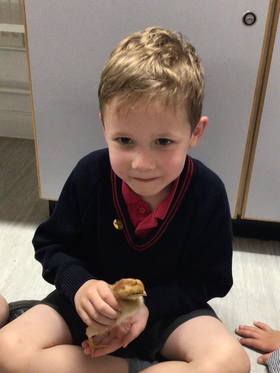 HawthornsEY's tweet photo. The Reception children enjoyed a trip to the science lab last week where they got to see the eggs in the incubator and 2 chicks who had hatched that morning. This week we got to go and hold them! @HawthornsSchool https://t.co/nlb4Gle6Jo