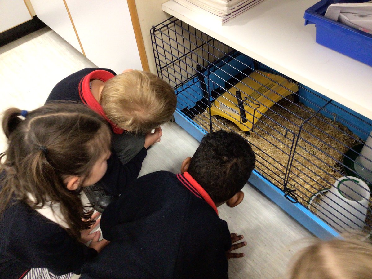 HawthornsEY's tweet photo. The Reception children enjoyed a trip to the science lab last week where they got to see the eggs in the incubator and 2 chicks who had hatched that morning. This week we got to go and hold them! @HawthornsSchool https://t.co/nlb4Gle6Jo