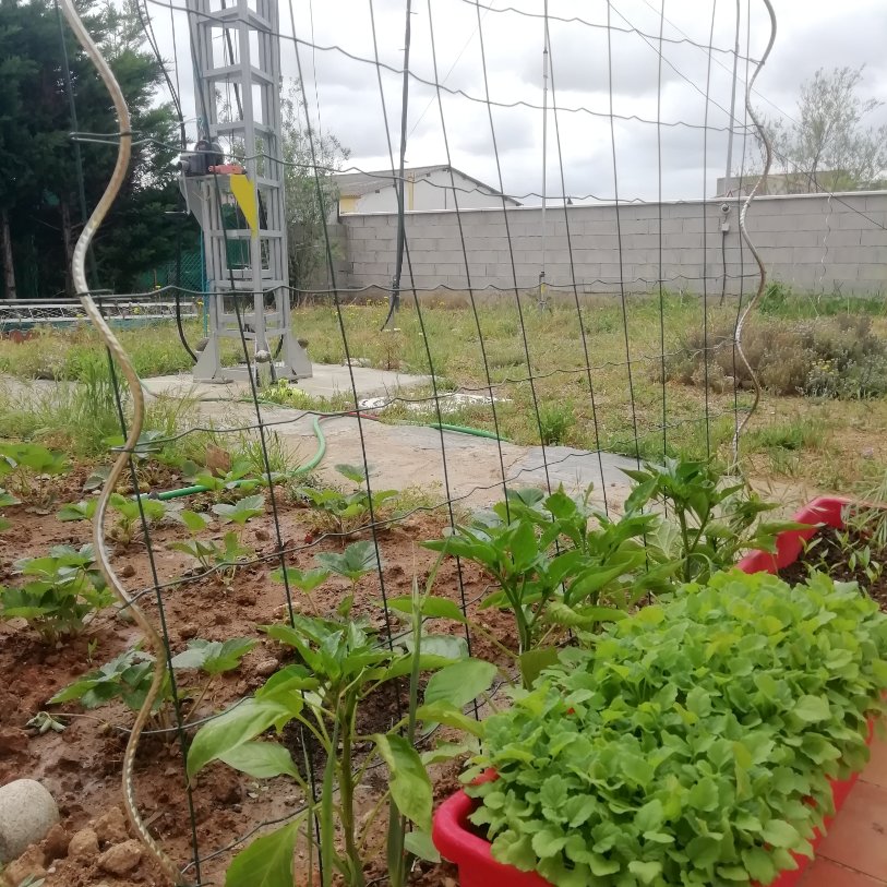 F1GRH's tweet photo. @fifou93971 pareil mais le grillage sert de réflecteur et accessoirement pour supporter les plants de piments. au 1er plan c'est de l'herbe à chat, au 2nd des fraises https://t.co/HAcPflHug2
