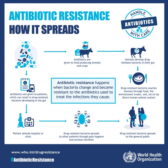 Infographic explaining how antibiotic resistance spreads. Antibiotic resistance happens when bacteria change and become resistant to the antibiotics used to treat the infections they cause.