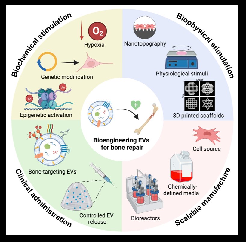 Excited to share our latest review in @JNanobiotech “Bioengineering Extracellular Vesicles: Smart Nanomaterials for Bone Regeneration” @sophieccox @HoeyLab @neileisenstein #Extracellularvesicles #Exosomes #Nanomaterials #Nanomedicines #Bioengineering | bit.ly/3oPd6VX