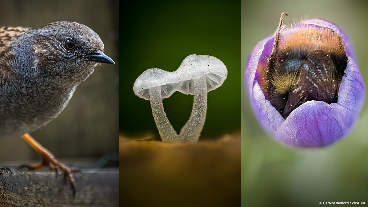 A close-up of a dunnock, an early bumblebee sleeping inside a crocus and two frosty bonnet mushrooms ? photographed by Geraint Radford in Wales, UK.