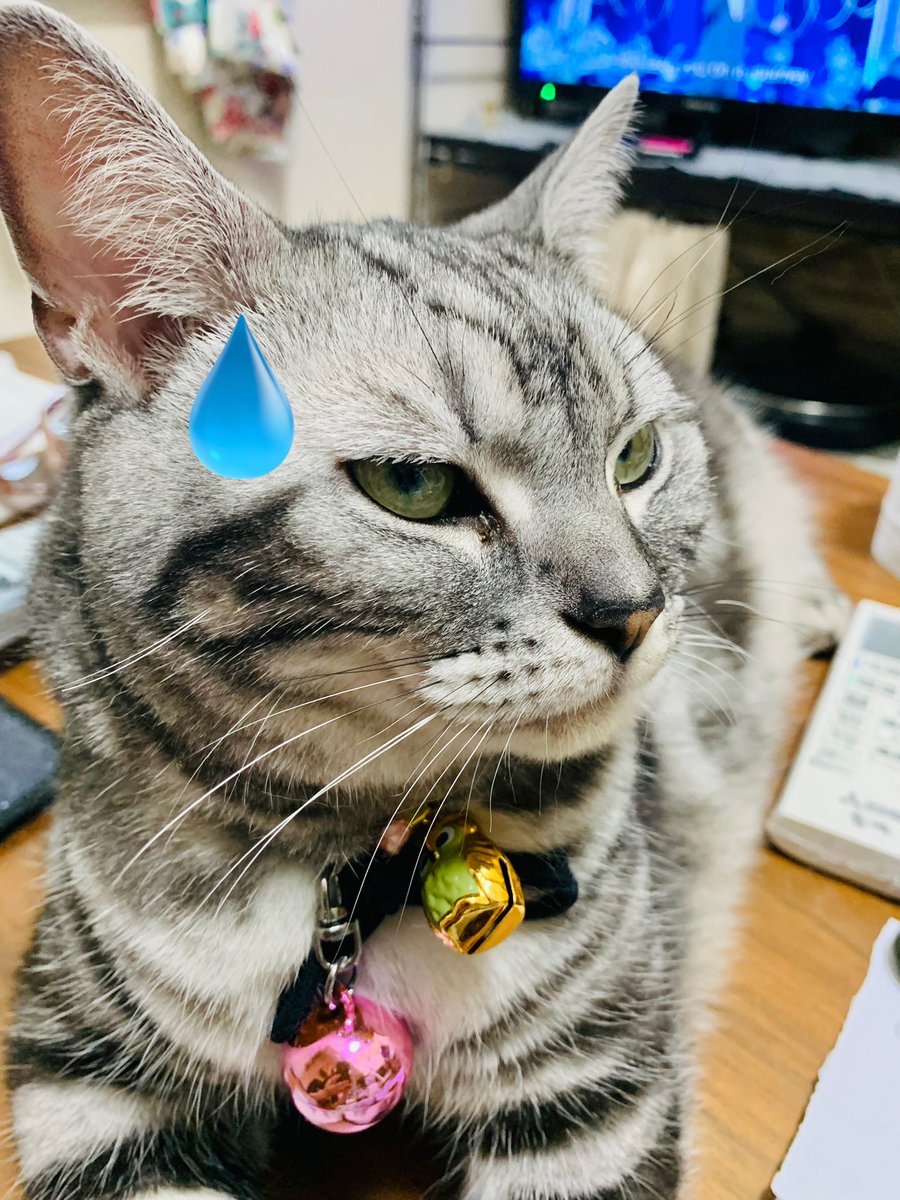 eve_dalaeve's tweet photo. ゴ、ゴメンなさいニャ。。。
#byEVE https://t.co/dAubQLqqmO
