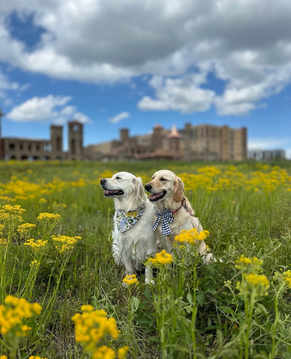 Make it a goal to enjoy the day with your furry friend!⁠
Feature: @gvl_golden_girls⁠ on IG
⁠
Shayna & Hopey are wearing our Garden Bandana & Navy Gingham Duchess Bow⁠

#doglife #doglovers #ilovemydog⁠
#dogphotography #dogslife #adventuredog #dogsoutdoors⁠