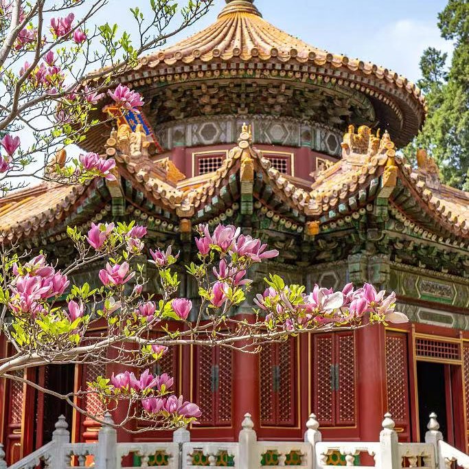 BeijingDiscover's tweet photo. The carved ancient beasts in the former royal garden of Beijing's Palace Museum are still full of vitality, nestled behind blooming Yulan magnolia flowers. 
#WanderBeijing #InBeijing (Photo: VCG) https://t.co/gL7h8gfCEA