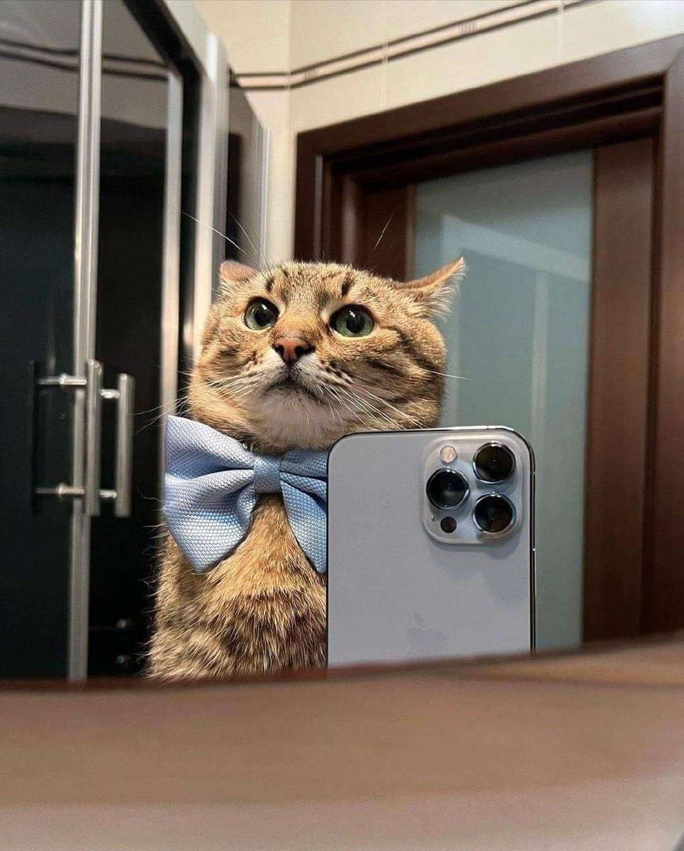 _bitcoiner's tweet photo. gm to all my lovely followers 😻 https://t.co/9SgUgcZVip