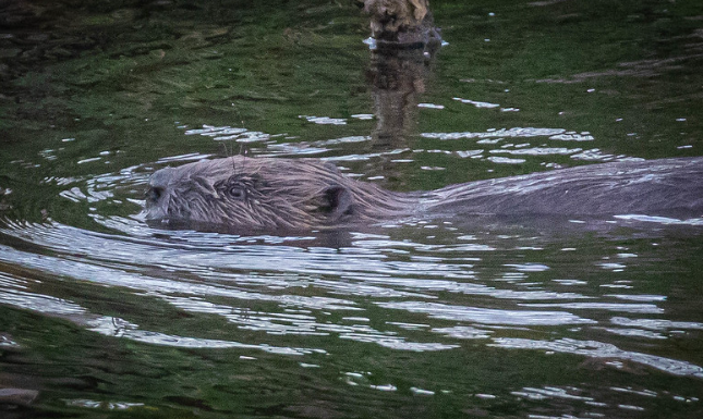 PerthshireWild's tweet photo. Another beautiful evening at the river last night with lots of fantastic wildlife. Two #Beavers, quick glimpse of #Otter, #Goosanders, #Kingfisher, #Sandpiper, #SandMartins &amp; sublime birdsong. #Perthshire #Beavers #Ecotourism #BeaverTourism #RewildYourLife #Wellbeing📷Chris Dixon https://t.co/MbZTZ3RVFP