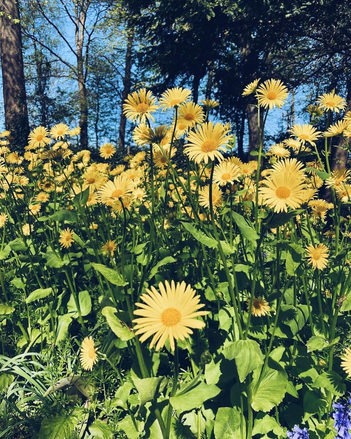 How wonderful yellow is. It stands for the sun 🌞 #gardening #gardeners #gardenersofinsta #gardenersofinstagram #gardenerspfig #gardengram #gardeninggram #gardenlife #gardeninspo #gardentools #gardenphotography #picoftheday #foryoupage