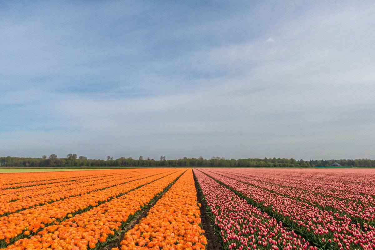 Nog even genoten van de tulpen vanochtend. Gelukkig was er nog wat blauwe lucht te zien. #dronten <a href="/FlevolandWeer/">Flevoland Weer</a> <a href="/weermanrobert/">➡️ Robert de Vries</a> <a href="/TFlevoland/">Tulpenroute Flevoland 🌷</a> <a href="/Tulpenroute/">Tulpenroute Dronten</a>