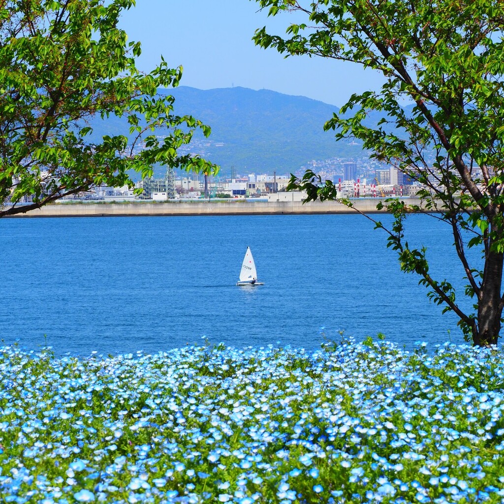 taratarariri's tweet photo. 青色は難しい

#舞洲ネモフィラ祭り #ネモフィラ #写真好きな人と繋がりたい #カメラ好きな人と繋がりたい #カメラ初心者 #カメラ https://t.co/1bRzLxiP6k https://t.co/5BAzXL7Y6h