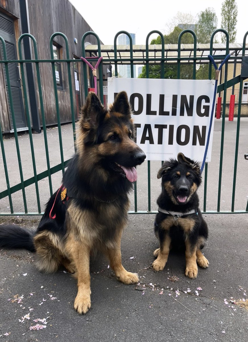 Dogdad showing Dogson the ropes. First time voting for Percy Pea 

#DogsAtPollingStations