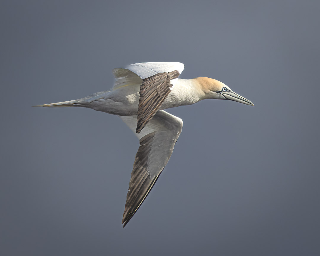 ChrisBournPhoto's tweet photo. 𝐒𝐡𝐞𝐭𝐥𝐚𝐧𝐝 𝐒𝐭𝐨𝐫𝐦 𝐏𝐚𝐭𝐫𝐨𝐥
Northern gannet
#gannet #shetland #bird #shetlandnature #feathers #bbcspringwatch #wildlifevision #thebritishwildlife #wildlifeperfection #wildlifelovers #instawildlife #dippersofinsta #birdstagram #britishwildlifephotography #animalsmagic https://t.co/dtwn0ZFHB2
