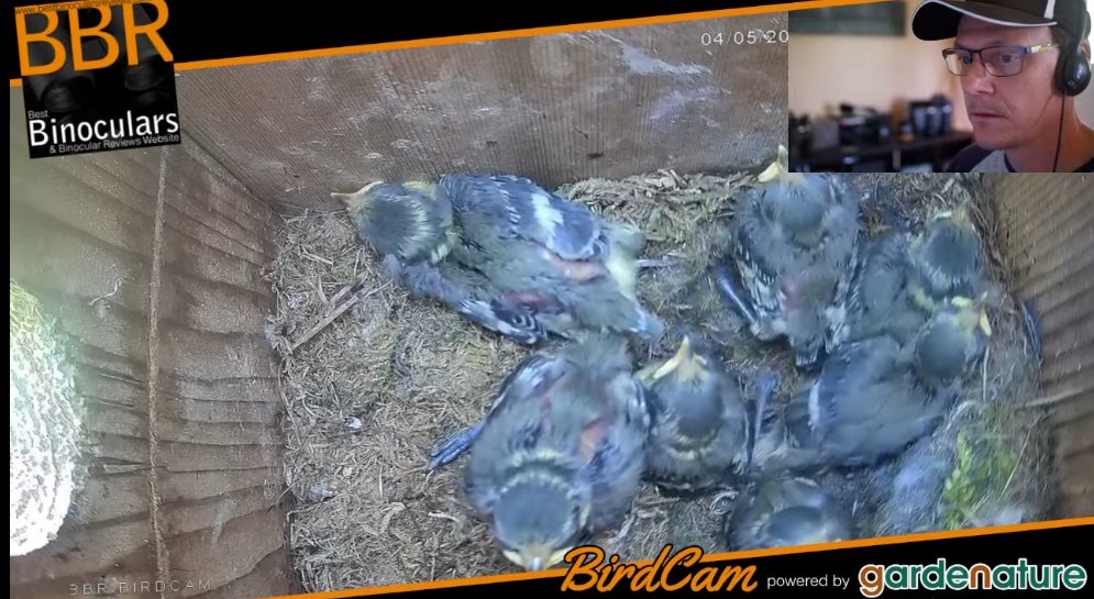 BestBinoReviews's tweet photo. Im currently live streaming the BBR #Birdcam on Youtube - am available to answer any questions if anyone is interested: https://t.co/ezvk9krkvU
#livecam #wildlifecam #BBR #livebirdcam #streaming @gardenature #gardennature #nestboxcam #birdboxcamera #gardenbirds #birdlovers https://t.co/AbSLXhVfFf