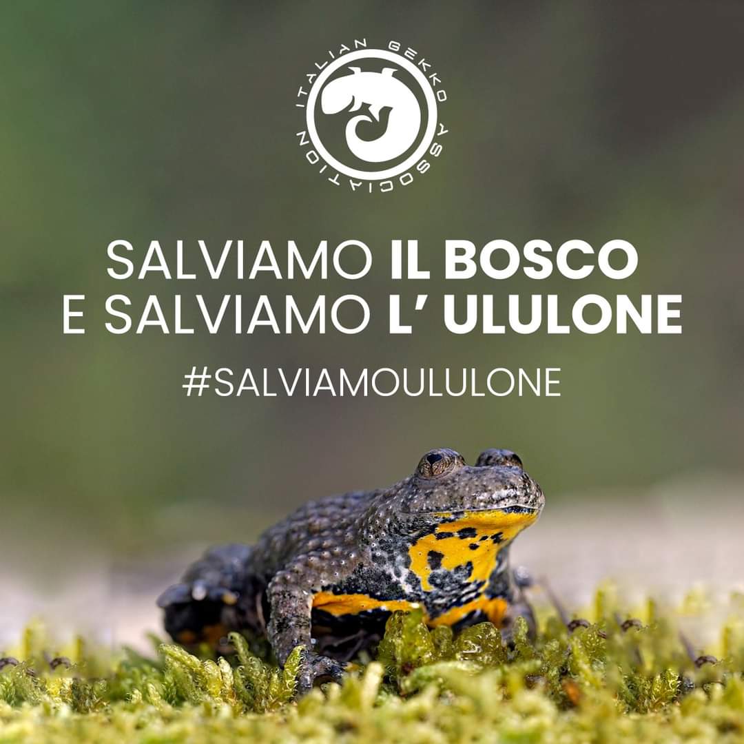 Allarme per il rospo ululone appenninico: «Asfaltare Pratomagno? È già a rischio estinzione». Il parere degli esperti di IGA
🐸🐸

Leggi l'articolo: italiangekko.net/ig/lettere-com…

#salviamoululone