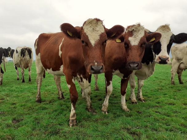 We krijgen bij de LAP steeds vaker vragen van gangbare boeren binnen die willen weten wat het voor hen betekent als zij overschakelen naar biologische landbouw. 

Er is net een nieuwe uitgewerkte casus aan de site toegevoegd, lees hier het advies: ow.ly/3Wkc50OfsAL