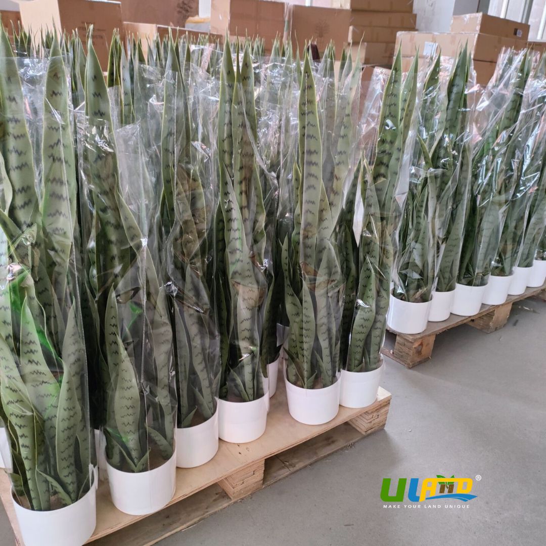 ulandofficial's tweet photo. 🚀 As May arrives, our factory is gearing up and ready to go. Batch after batch of artificial cedar trees and potted artificial Sansevieria plants have been completed.

#ulandgreen #artificialplants #cedartrees #snakeplants #factoryview #artificialtrees #ulandartificialplants https://t.co/myvfxov0br