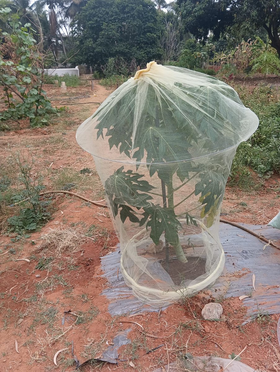 Thomas_Biotech's tweet photo. Glimpse of Tc Papaya "Dawn Delight"  under the protected Net Cage technology  for protection against PRSV disease in yelhanka field plot . https://t.co/yNM0lfIWGs