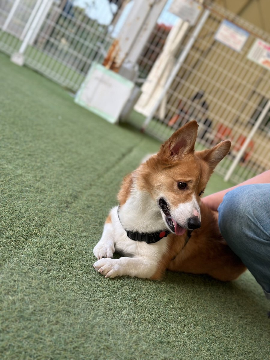 RC091214's tweet photo. ドッグラン久々に行ったら
お友達いっぱいいたฅ🐾
リオンも大満足してました(*´ω｀*)♡

#ドッグラン
#コーギー https://t.co/oBfPjLTFBx