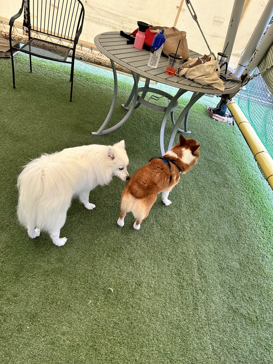 RC091214's tweet photo. ドッグラン久々に行ったら
お友達いっぱいいたฅ🐾
リオンも大満足してました(*´ω｀*)♡

#ドッグラン
#コーギー https://t.co/oBfPjLTFBx