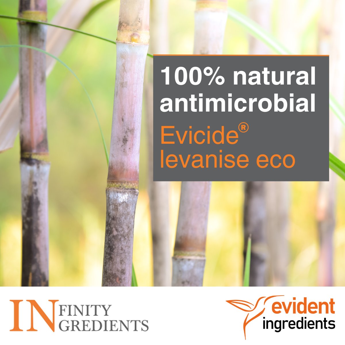 Looking for antimicrobial protection for natural cosmetics?
Evicide® levanise eco is an essential for any lab, highly effective, 100% natural broad spectrum antimicrobial provides protection for natural cosmetics.
Check it out here lnkd.in/ei8qrHbP
#preservation #cosmetics