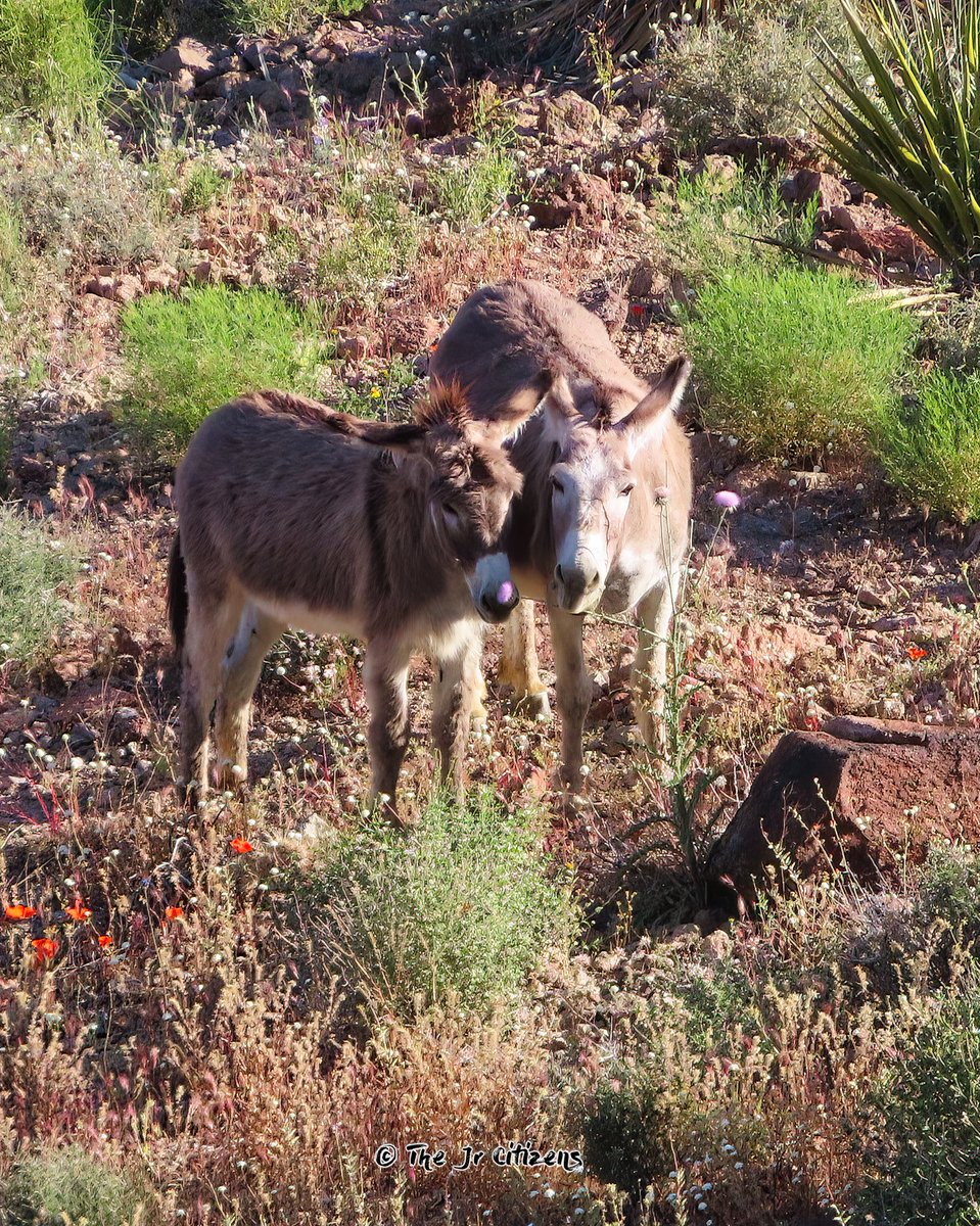 Mama donkey near Oatman Arizona, teaching her little one about the simple joys in life .
A delicious, sweet flower!

#motherhood #wilderness #naturelovers #wilderness #animalsofTwitter #familylove #bondingtime #cuteanimals #arizona #oatmanArizona #wildlifephotography #springtime