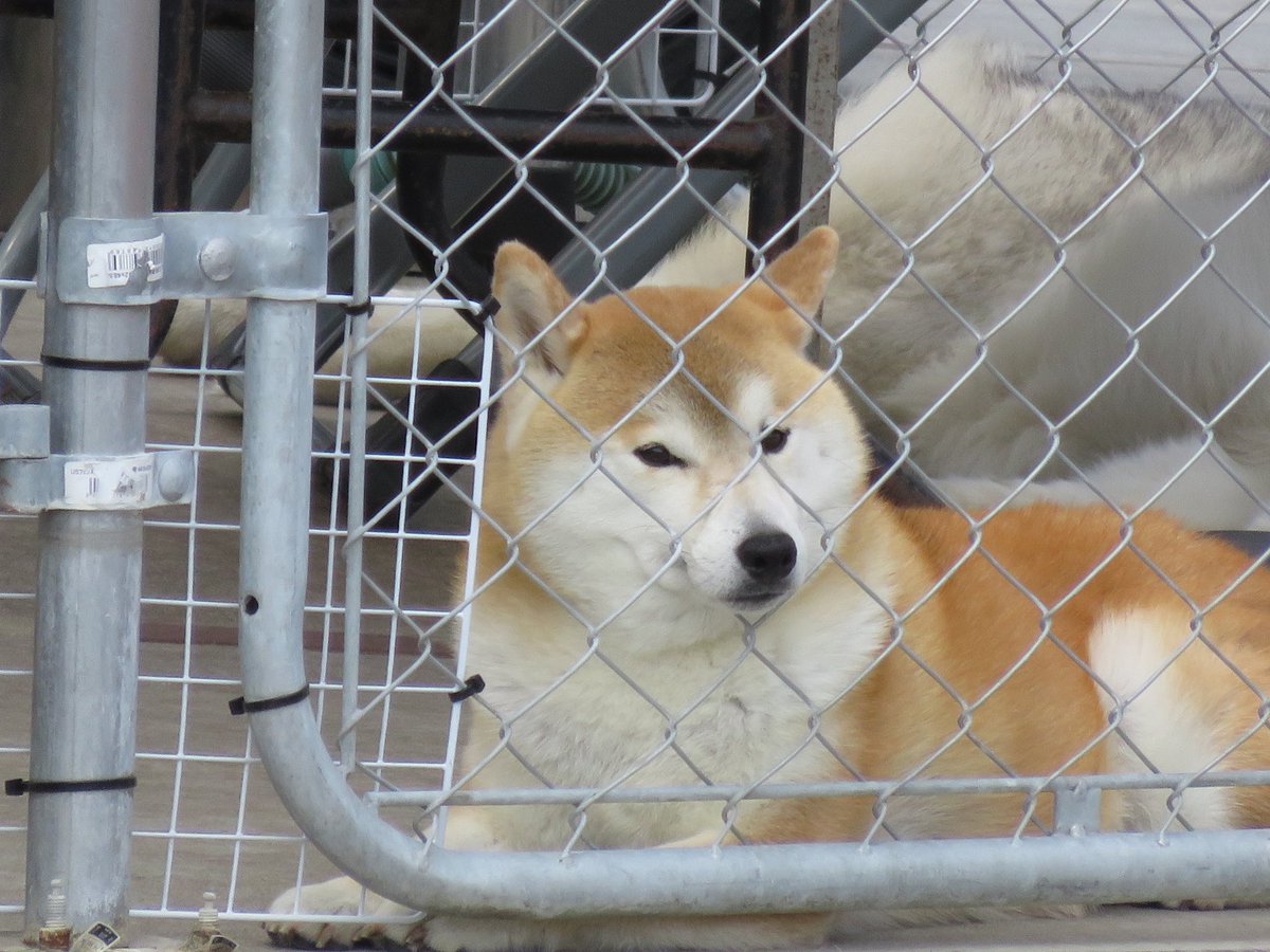 今日はアゴ乗せワンコ～♪🐕🐾 見つけちゃ♪ (꒪˙꒳˙꒪ )むん！