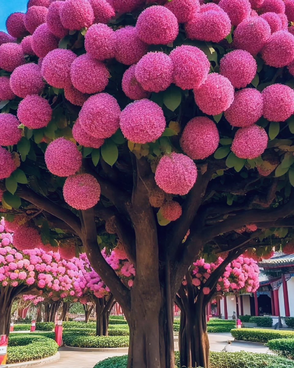LisaTheAllen's tweet photo. #Dombeya ~ tropical hydrangea
#WantOnePlease https://t.co/kkqgkHxKOS