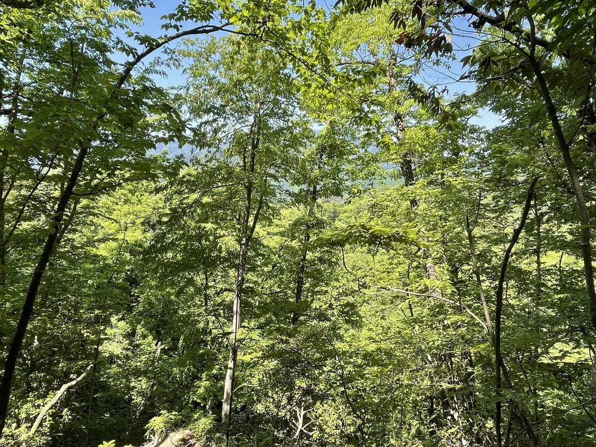 ikeikeJAPANESE's tweet photo. 今日は山梨県上野原での低山ハイキング！
青空の下、新緑の中をのんびりと歩いてきました。��頂からの眺めは最高！富士山もバッチリ！😊
#低山ハイキング #上野原
#富士山 https://t.co/hfgWhpCBlM