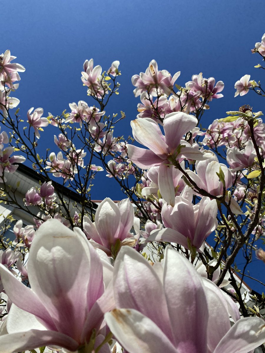 𝐧𝐚𝐫𝐢𝐬𝐨𝐟𝐤𝐚 ✦ tweet media