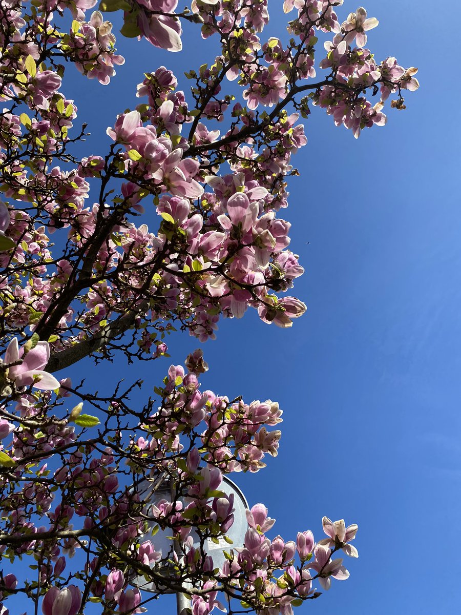 𝐧𝐚𝐫𝐢𝐬𝐨𝐟𝐤𝐚 ✦ tweet media