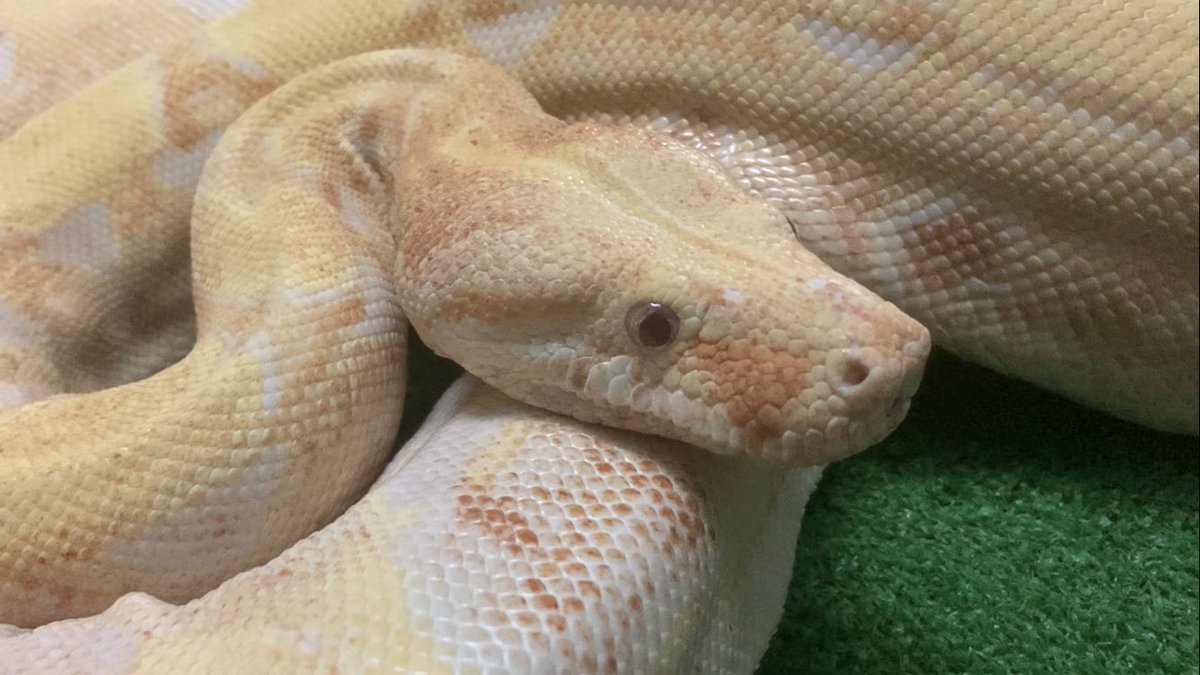 本日のヘビお触りのキャストはキングギドラくんとシュウちゃんでした