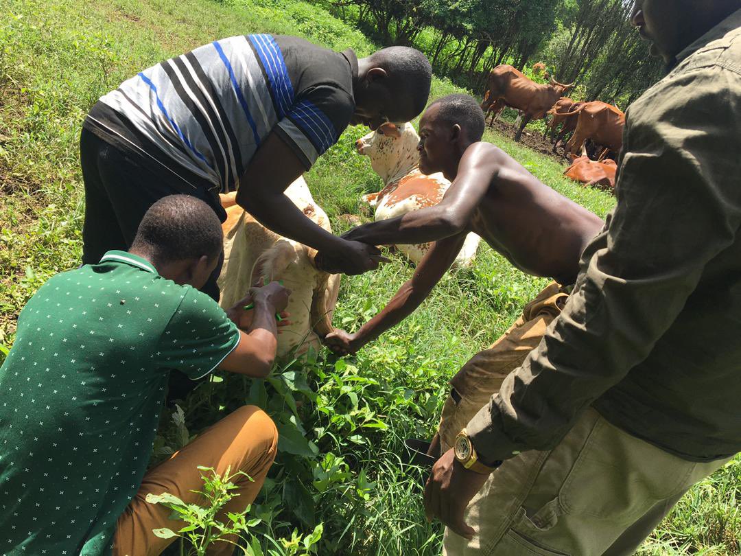 Jaguza Livestock 🇺🇬 tweet media