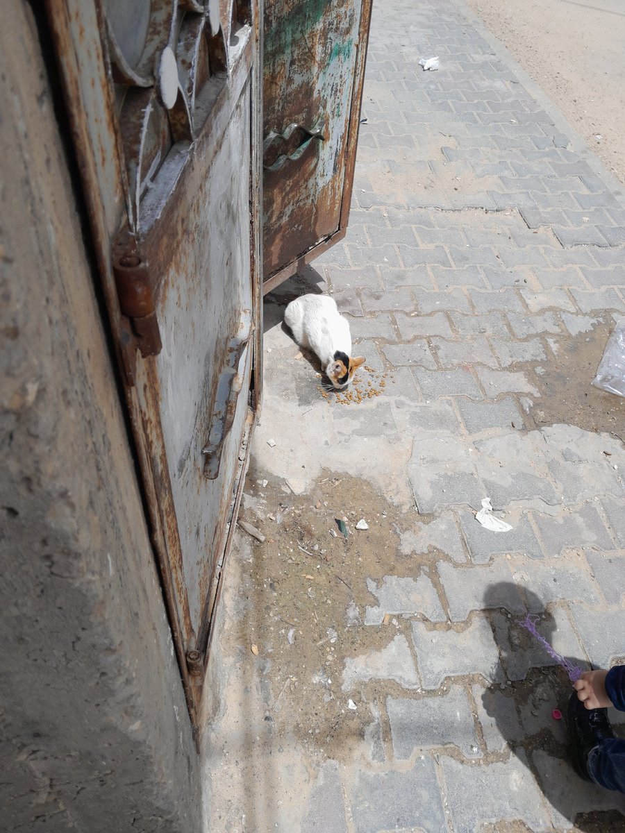 Hello my friends..please help these homeless cats..she came to my door looking for food and I put some of my cat's food for her..they have little but share it with her because they are kind..please support them
PayPal.me/laraherzallah