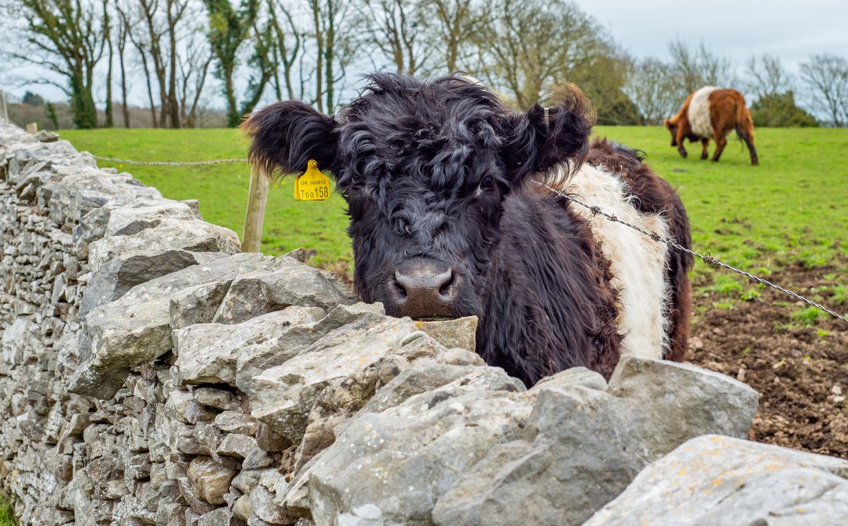evosnap's tweet photo. A Belted Galloway having a good barbed wire scratch, Far Arnside, Cumbria. #nikon #photography #beltedgalloway #fararnside #cumbria @arnside_AONB https://t.co/wBltxOAGYj