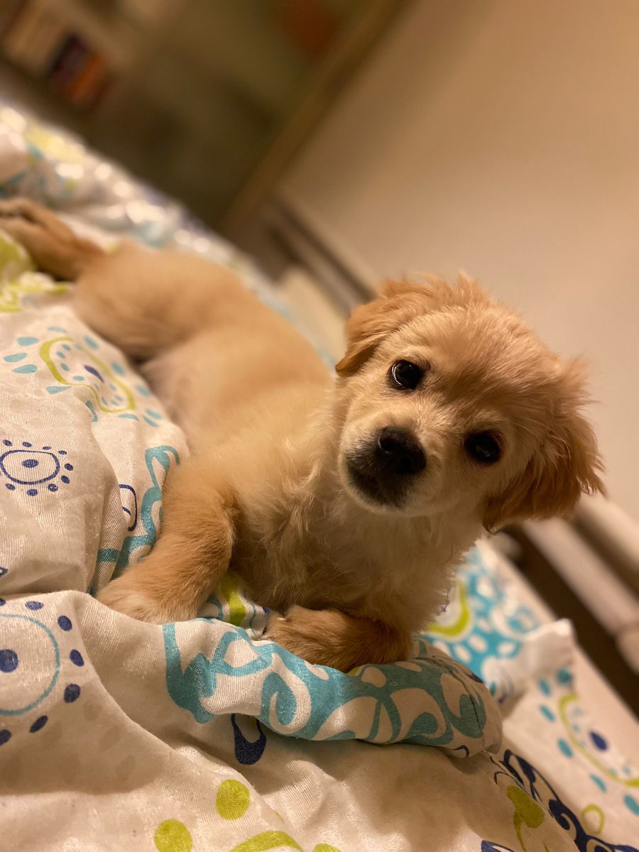 Köpeğimiz Edi 29 Nisan saat 18.30 civarı evimizin önünden kamera görüntülerine göre <a href="/Trendyol/">Trendyol</a> go kuryesi tarafından alındı. <a href="/TrendyolDestek/">Trendyol Destek</a> alan kişiyi bulmak için uğraşıyor. Ancak bugün 4'cü gün ve Edi hala bulunamadı. 
Duyurmama yardımcı olun lütfen… <a href="/arslanogludidem/">Didem Arslanoğlu</a>