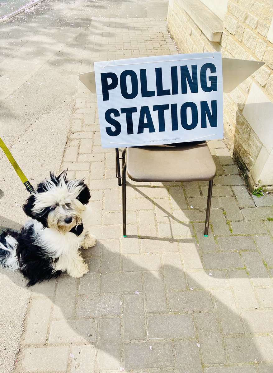 Today our gorgeous dog had her first trip to the polling station to help us vote #dogsatpollingstations <a href="/VotingDogs/">#DogsAtPollingStations</a> #LocalElections2023 #MayThe4thBeWithYou #tibetanterrier
