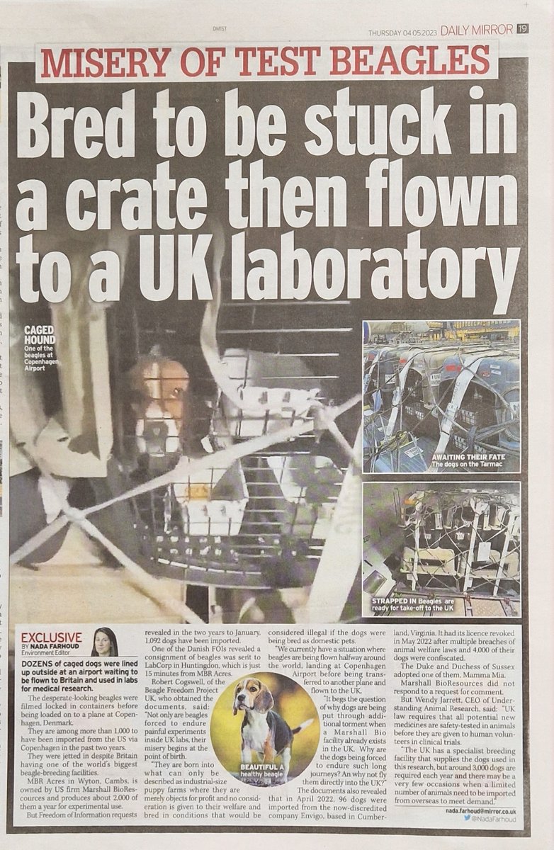 Beagle Freedom Project UK (@beaglefreedomuk) on Twitter photo Another sad story of the miserable lives lab beagles face thanks to <a href="/NadaFarhoud/">Nada Farhoud 🇱🇧🇬🇧 💚🌳🐾</a> for helping to expose this trade and our friends <a href="/TheCampBeagle_/">The Camp Beagle</a> <a href="/animadk/">Anima</a> for working with us on this investigation. Another sad story of the miserable lives lab beagles face thanks to <a href="/NadaFarhoud/">Nada Farhoud 🇱🇧🇬🇧 💚🌳🐾</a> for helping to expose this trade and our friends <a href="/TheCampBeagle_/">The Camp Beagle</a> <a href="/animadk/">Anima</a> for working with us on this investigation.