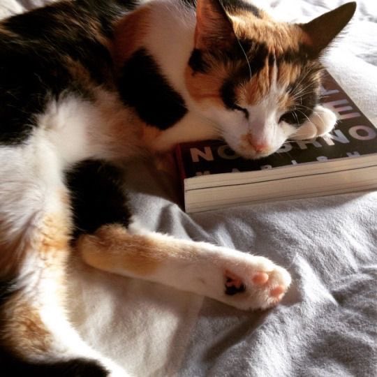 good morning 🌞 ❤️ 🐈 ❤️ #KatzengegenHass 😺 💕 🐾 #KatzenfürdieUkraine 🇺🇦 🌈 ✨