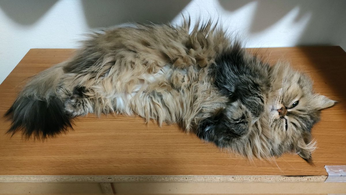 lifewithfourca1's tweet photo. まったり涼んでます♪
#猫 #ねこ #猫好きさんと繋がりたい 
#猫のいる暮らし #猫のいる幸せ https://t.co/P0cQV40SHh
