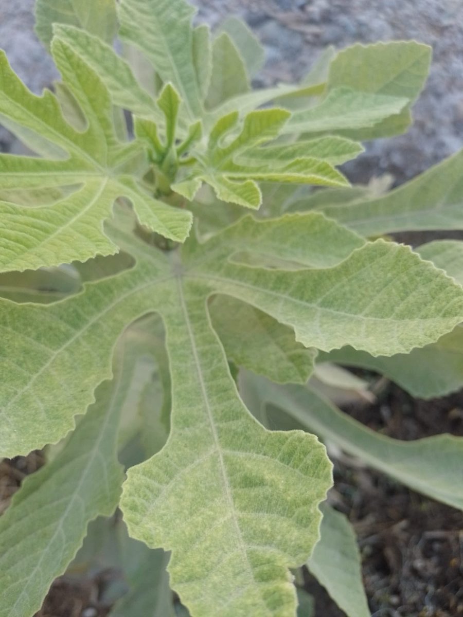 البيدار للخدمات الزراعه tweet media