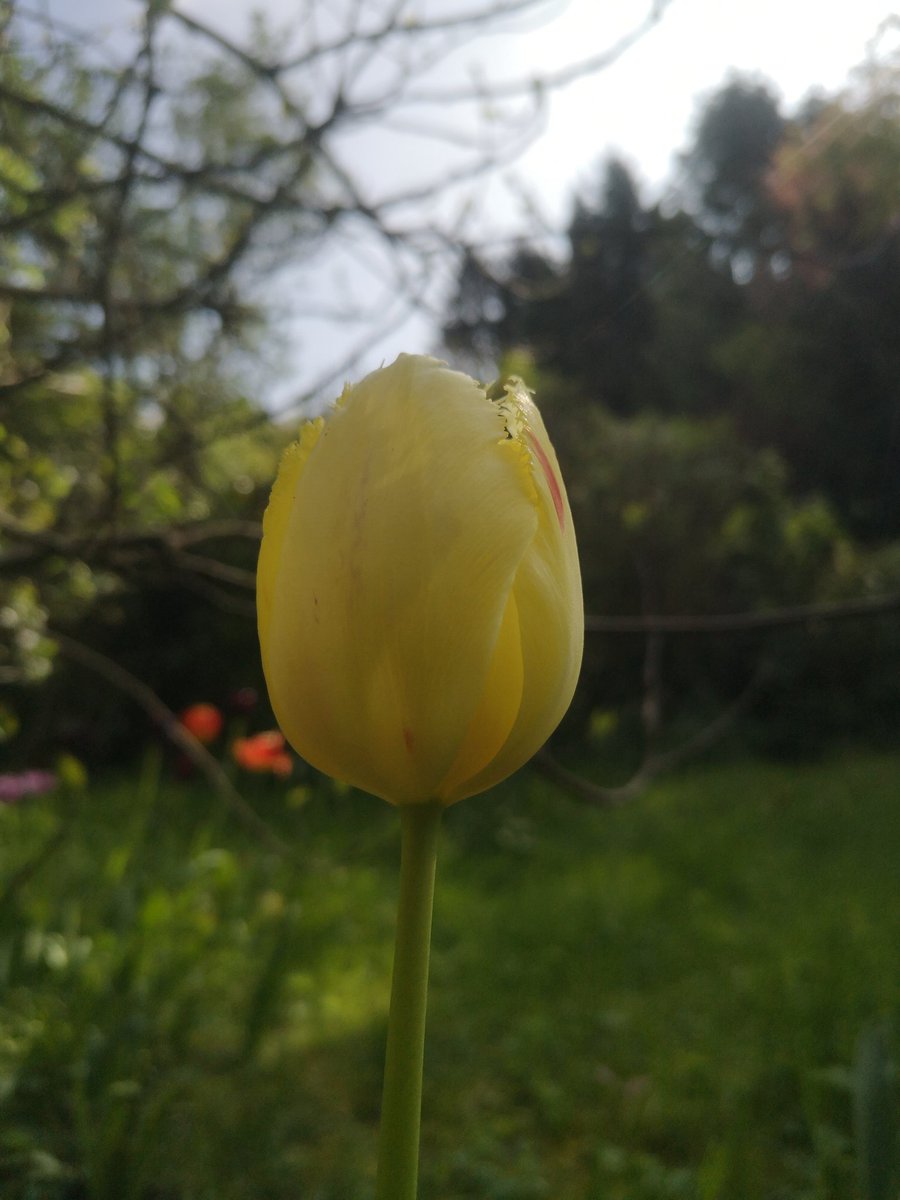 Sonne, die Leben spendet und Blumen wachsen lässt. Habt einen schönen Tag!
