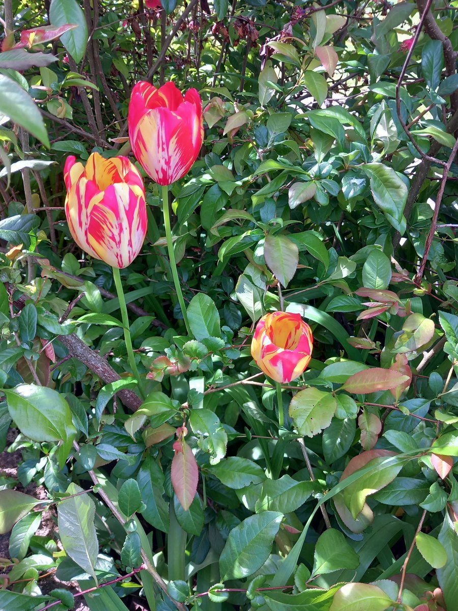 Les dernières tulipes 🌷