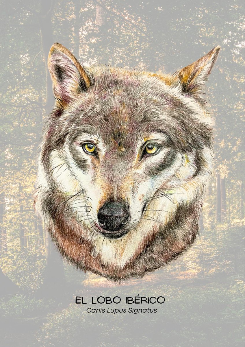 La mirada del lobo ibérico ✨