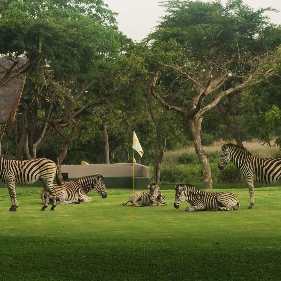 zimadventures's tweet image. Nyati Eco Game Park provides the most beautiful scenery for a day trip in Headlands ✨️
.
Whatsapp us at +263783682334 for all your Holiday travels
.
Photo credits : @famous_magzim
.
#TravelZimbabwe #zimadventures #travels #nature #daytrip #eco #trending #fyp #viral #enjoyment