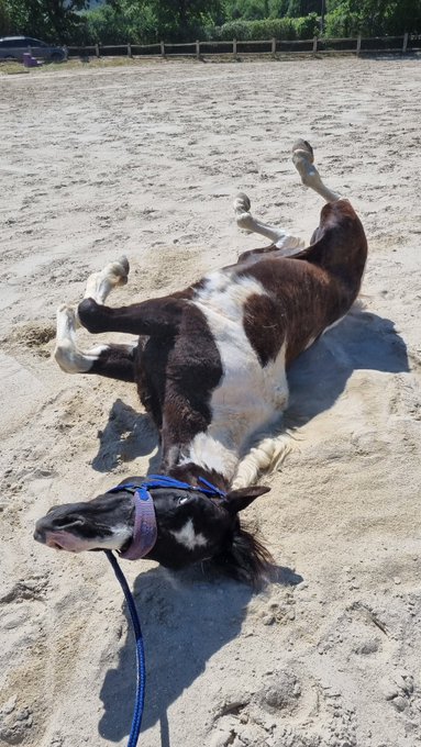 TEXAS &eacute;tait content ce matin, comme vous pouvez le voir.. ensuite on a enlever le poil mort d'hiver et<a href="/tag/pkn"class="tags"><span>#pkn</span></a><a href="/tag/poken"class="tags"><span>#poken</span></a><a href="/tag/halloween2021"class="tags"><span>#halloween2021</span></a><a href="/tag/pokmi"class="tags"><span>#pokmi</span></a>