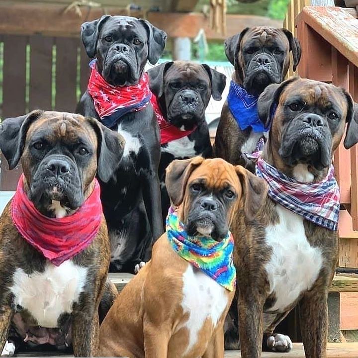 #boxers #boxer #boxerbaby #dogsoftwitter #boxerdog #boxergram #boxerlove #boxerpuppy #boxerdogs #boxermix #boxerlife #boxerworld