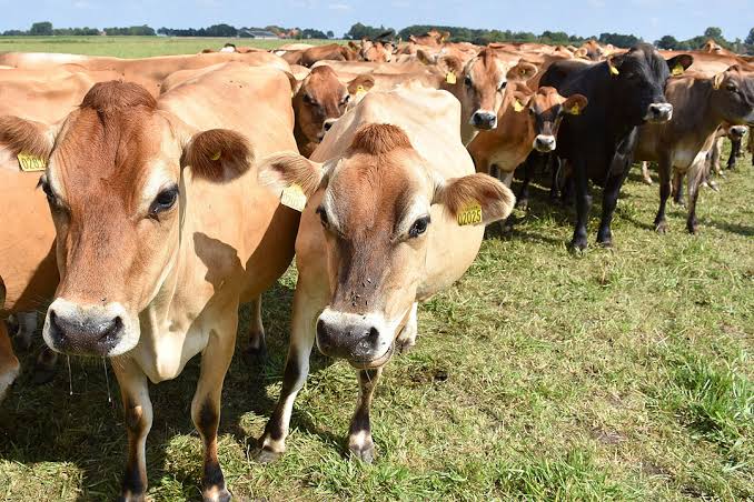 Two African youths were asked to showcase their stocks. One showed fleet of luxury cars while the other showed herd of cattle. Who among the two is more investable?

Tag a friend. #showcase #africanyouths #herd #cars #cattle #investment #africa #TAGsFarm Via @AfricanGrowers